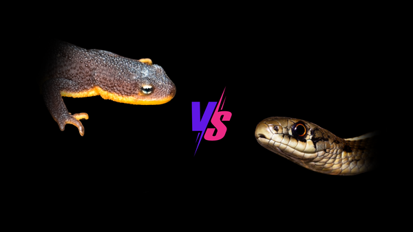 Guerra biológica: carrera armamentítisca entre especies #2. Tritón de piel rugosa (Taricha granulosa) vs serpiente de liga (Thamnophis sirtalis)