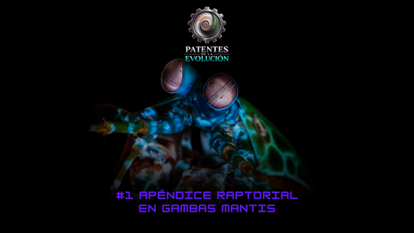 Patentes de la evolución #1: La innovación natural. Apéndice raptorial en gambas mantis