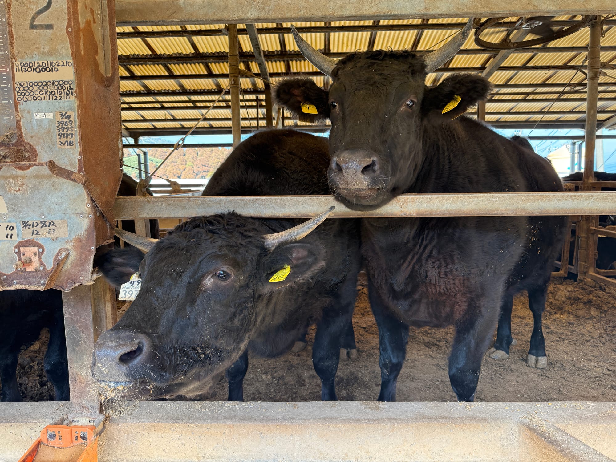 和牛5,000頭牧場が抱える“ストレスの未計測問題“──肉質を左右するハエ・暑さ・衛生