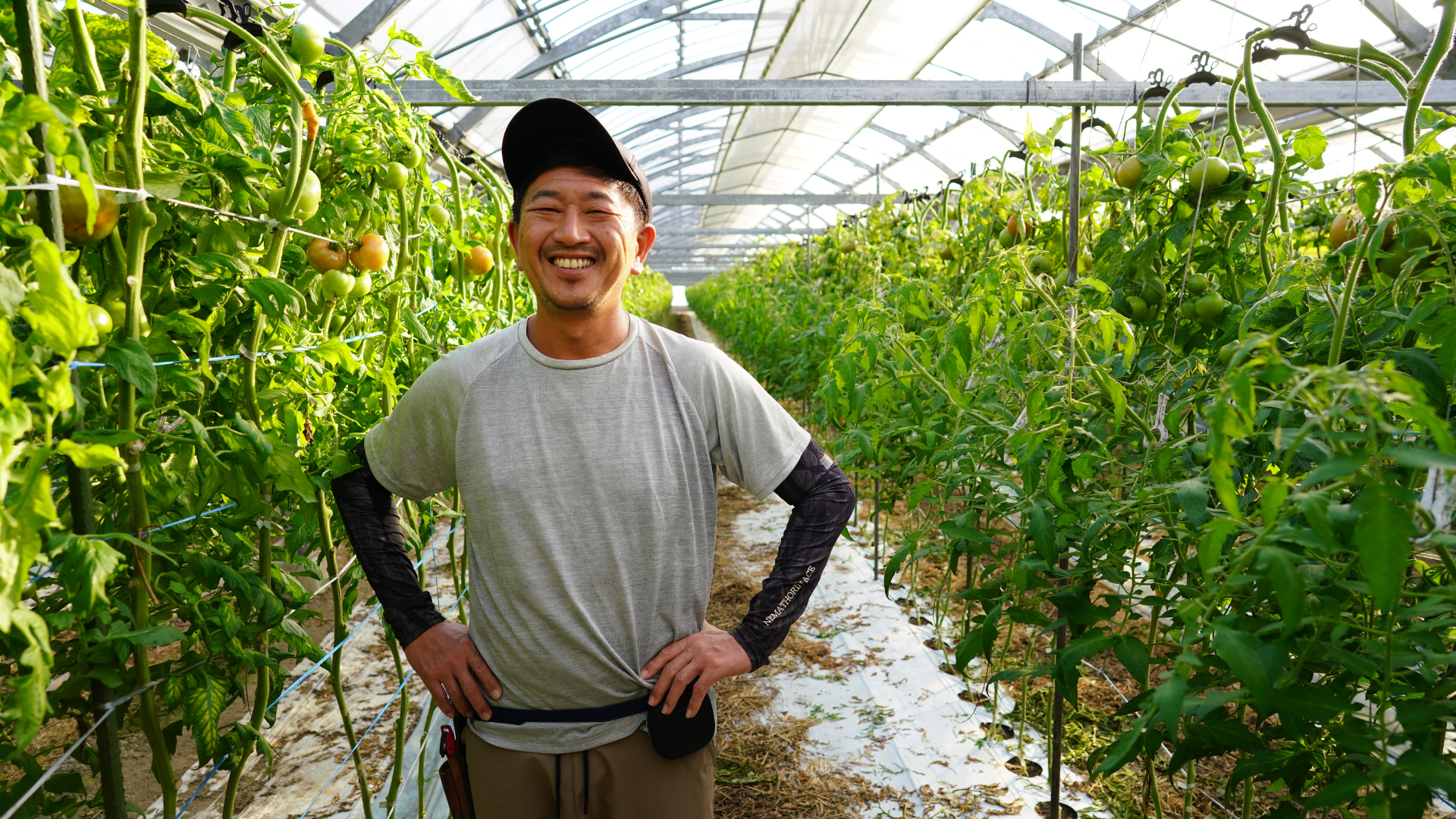 食べられるのに売れない。割れや穴あきトマトが廃棄される理由