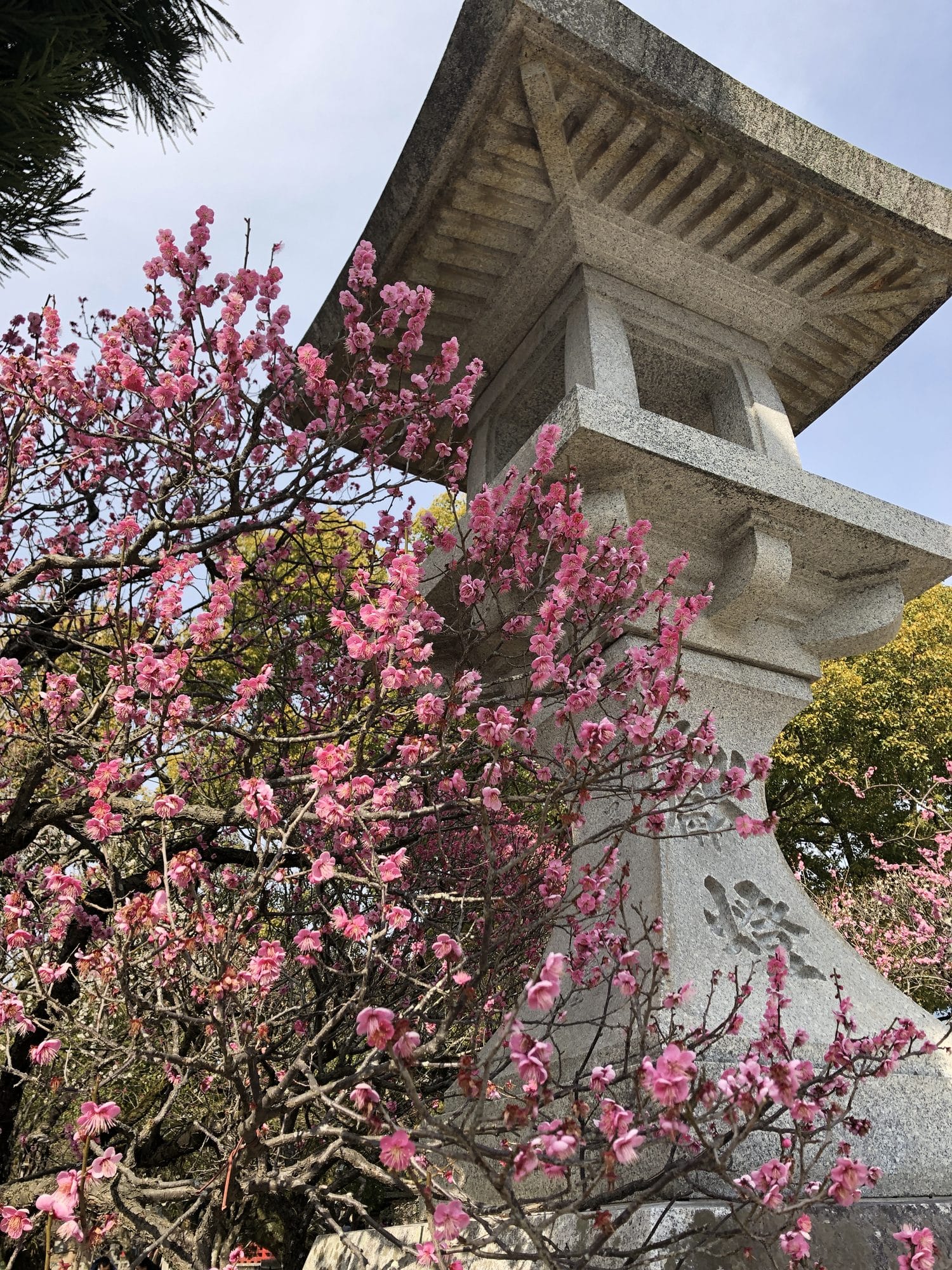 Stone lantern surrounded by pink plum blossoms at a Fukuoka shrine