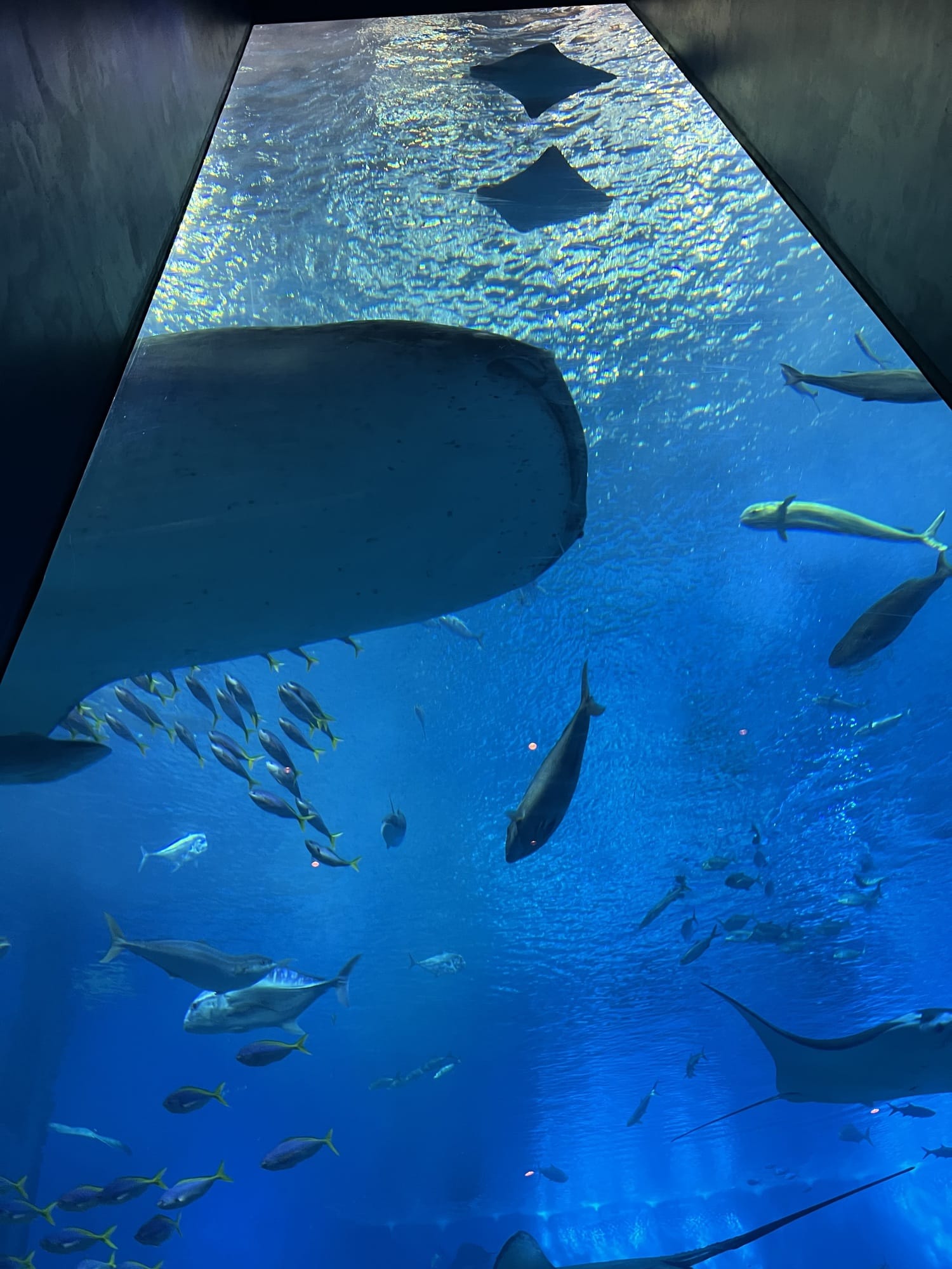 Large aquarium tank with rays and fish in northern Okinawa