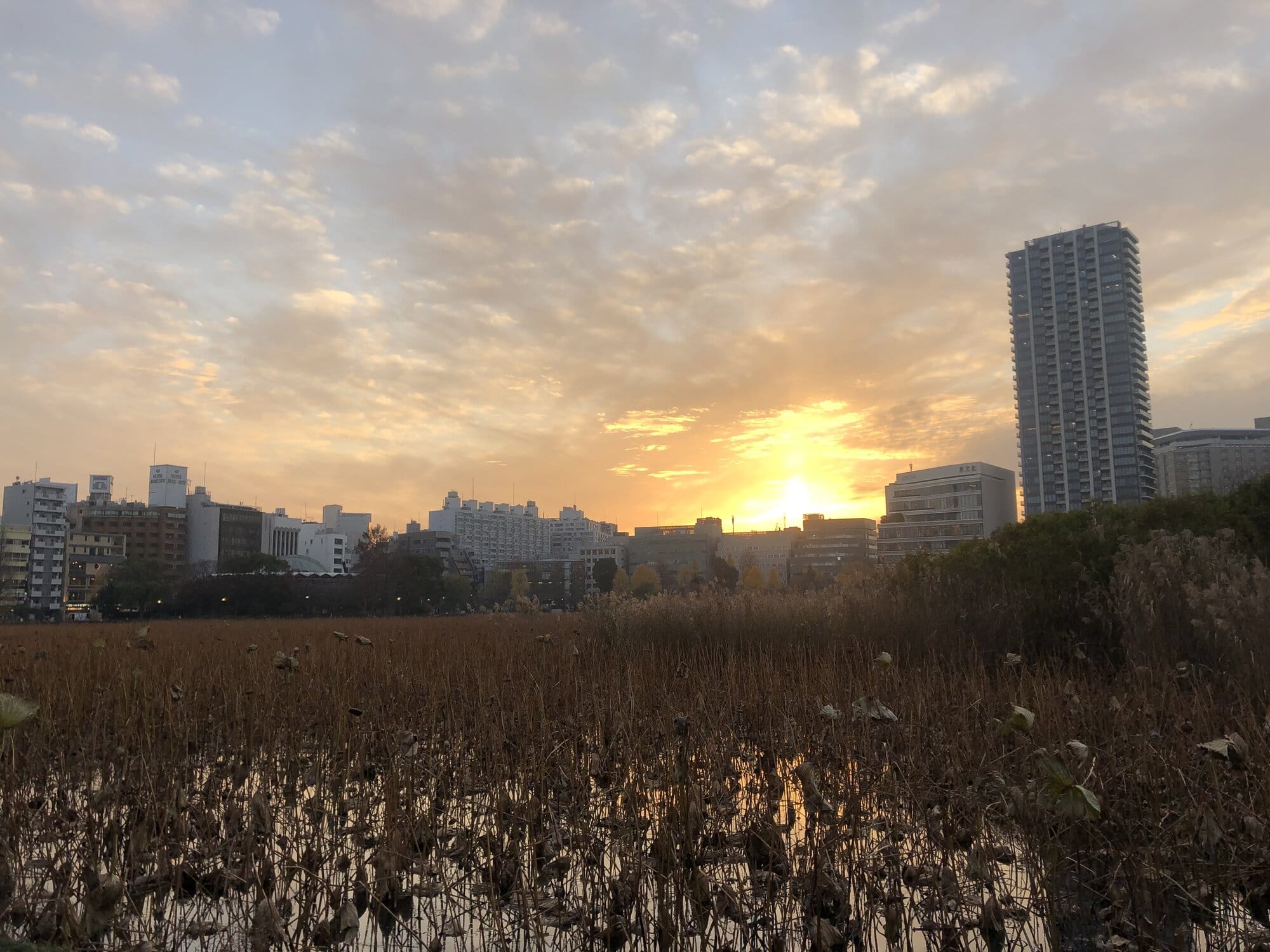 Shinobazu Pond in Ueno at sunset with the Tokyo skyline beyond