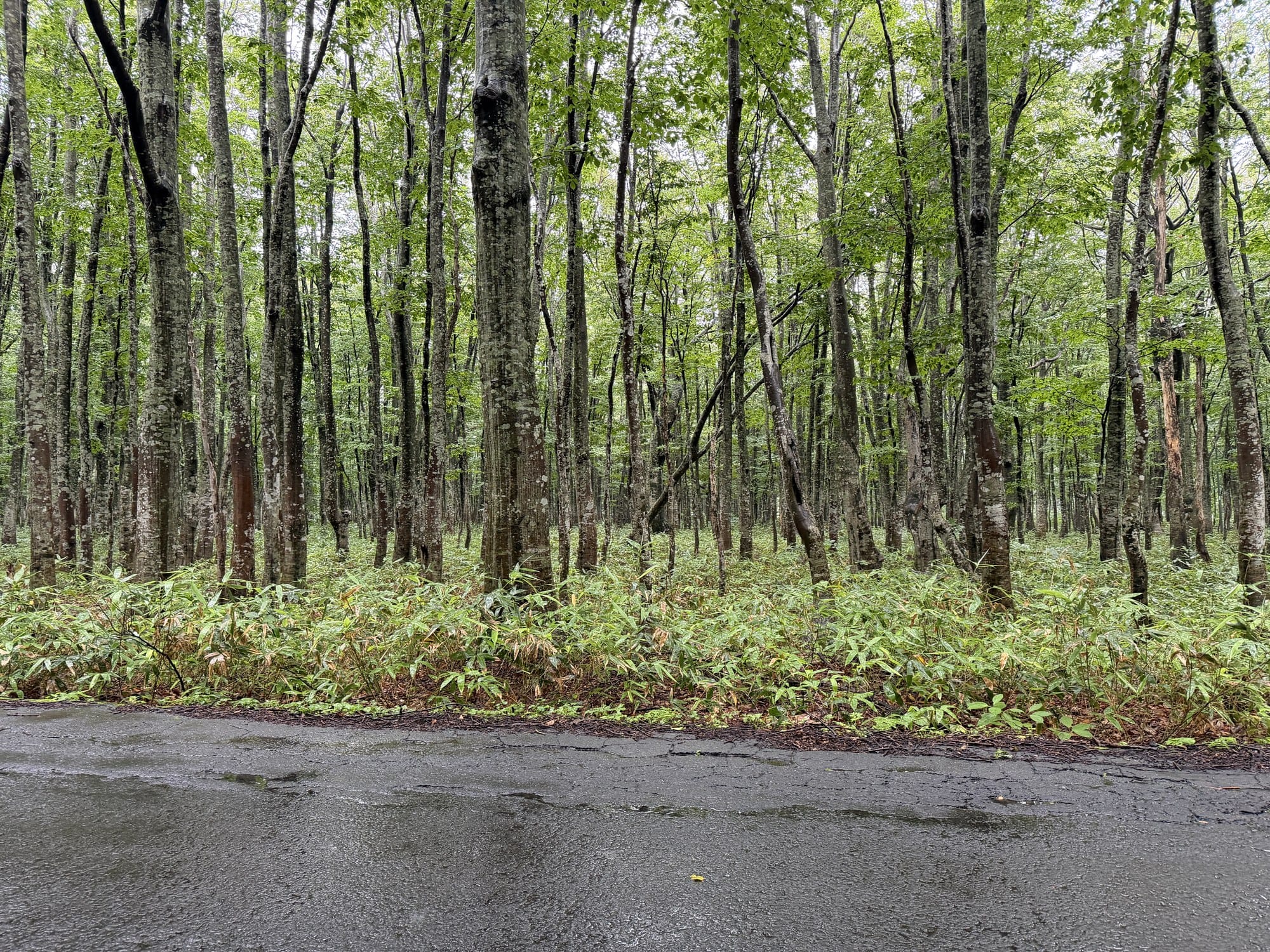 Beech forest beside the road through Oirase Gorge in Aomori during rain, with dense dwarf bamboo undergrowth