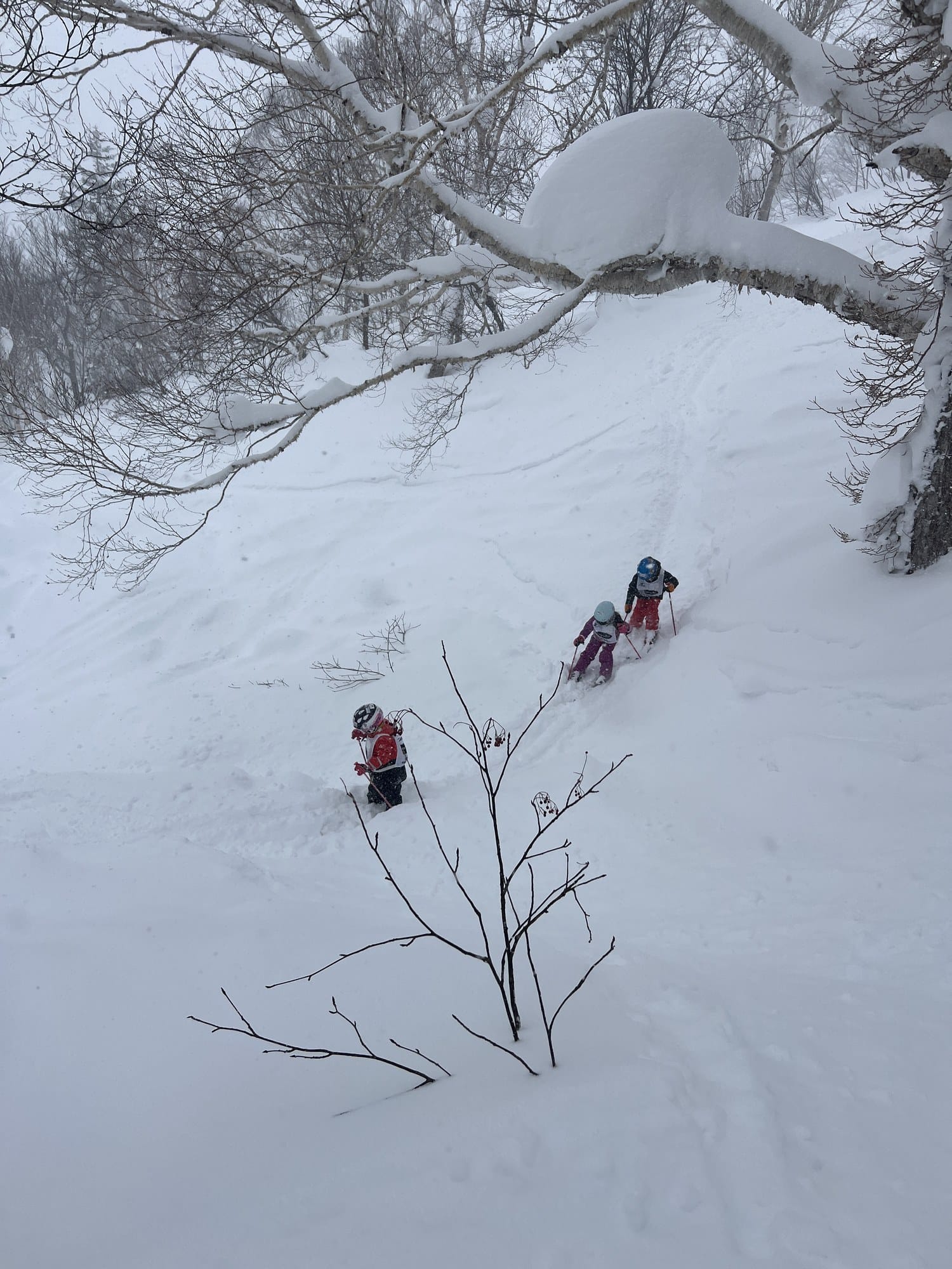 Children skiing through powder between birch trees at Kiroro, Hokkaido