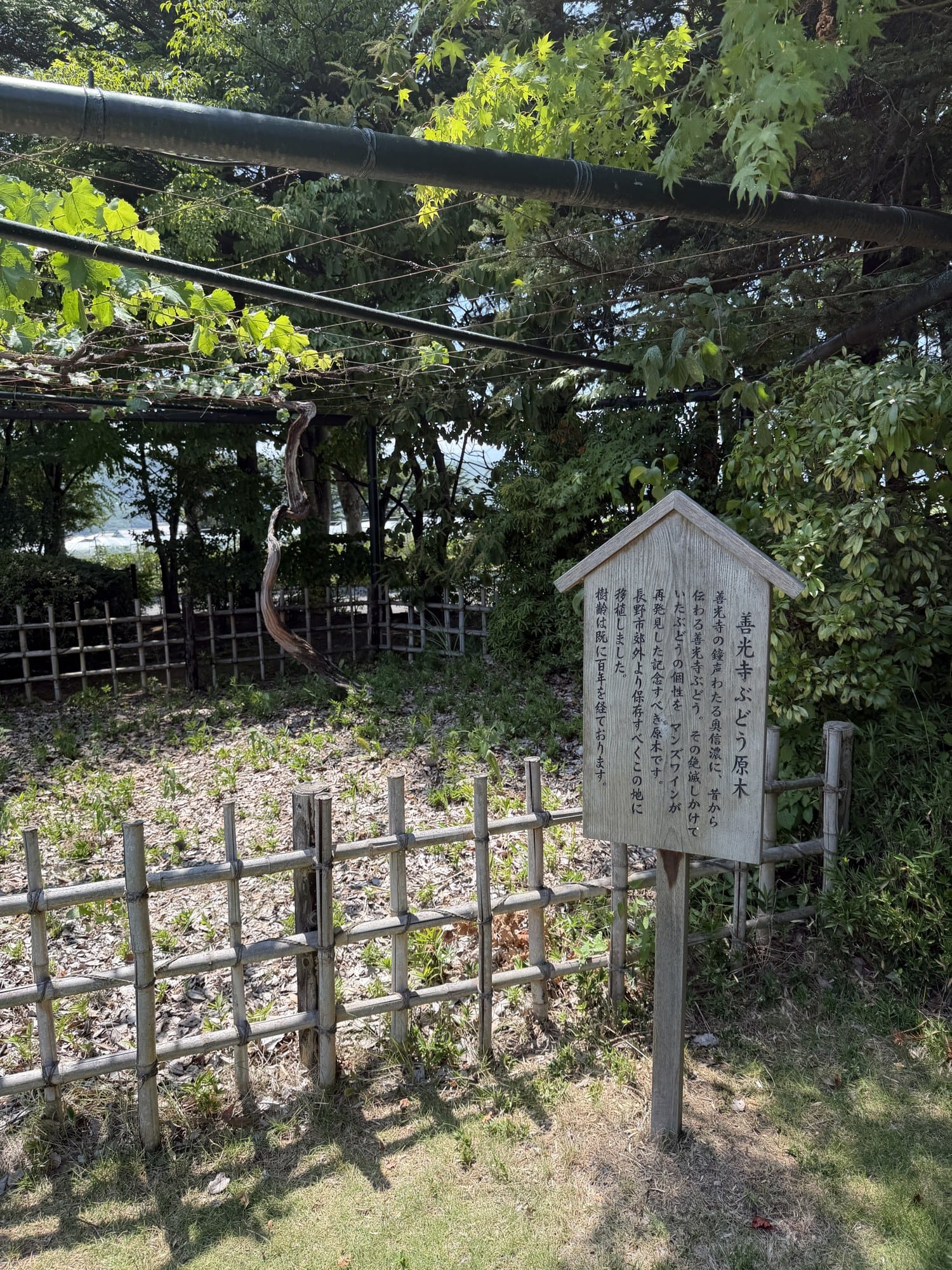 Ryugan (Zenkoji grape) heritage vine and marker at Manns Wine Komoro, Nagano
