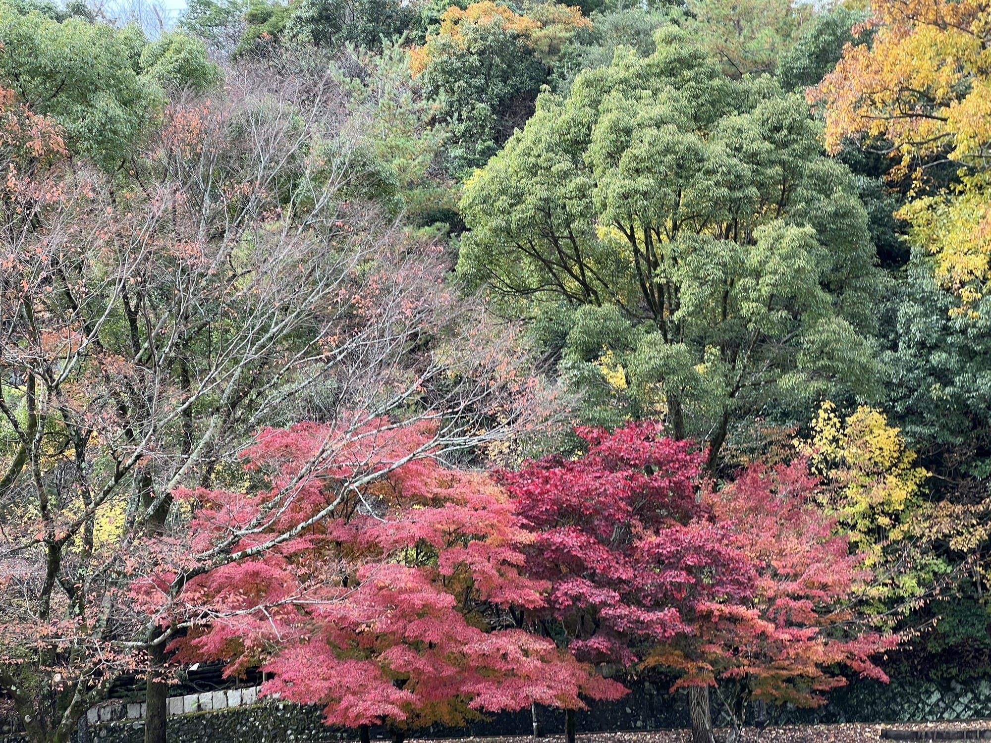 A wooded slope at Takaragaike Park with green, yellow and red trees mixed together