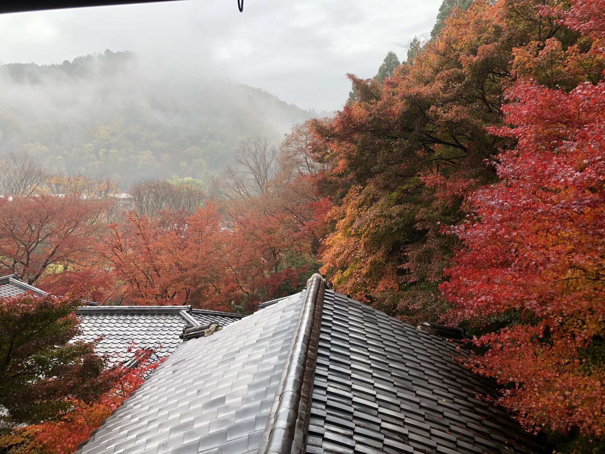 The view from Ruriko-in's shoin out over tiled roofs into a misted valley of autumn colour