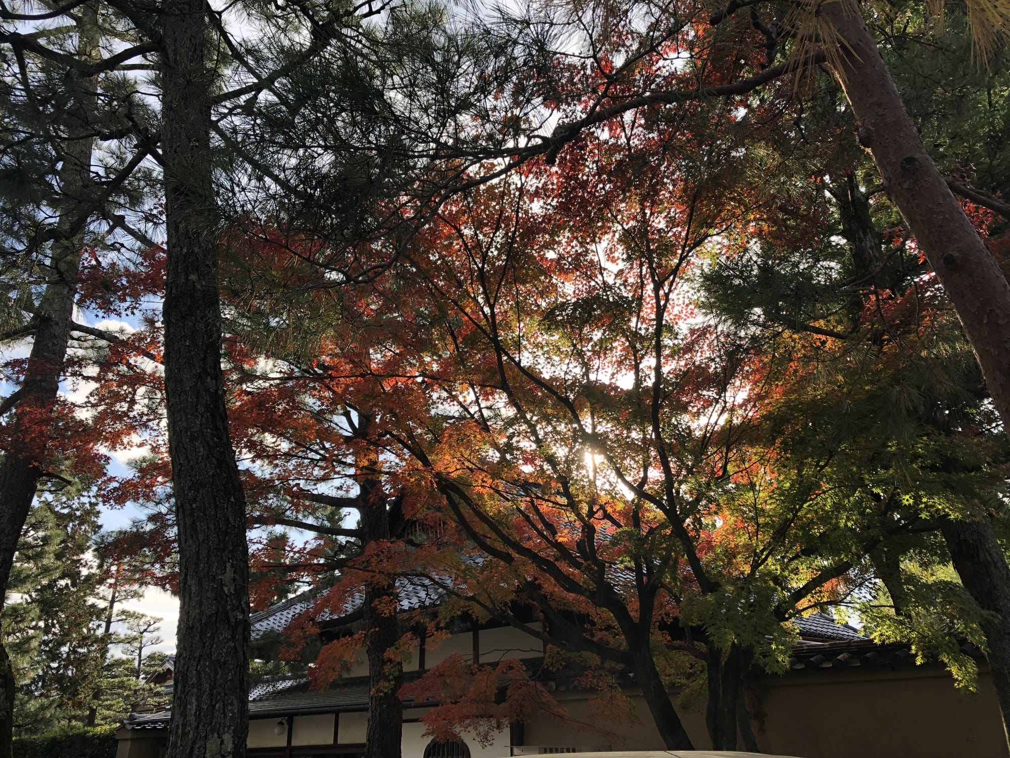 Pines and a turning maple against a white temple wall at Daitoku-ji