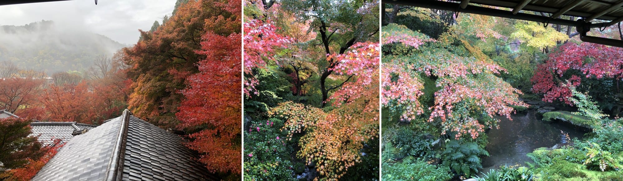 Three photographs from a rainy morning at Yase: a misted valley over tiled roofs, a maple canopy, and a mossy stream