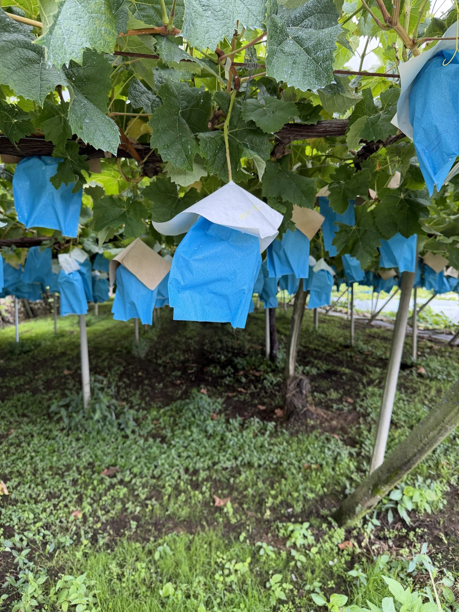 Grapes growing on an overhead pergola in Yamanashi, each bunch wrapped in a blue paper bag, seen from below