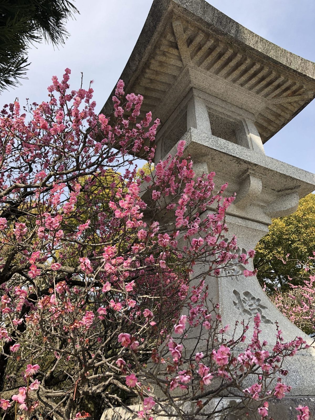 Stone lantern surrounded by pink plum blossoms at a Fukuoka shrine