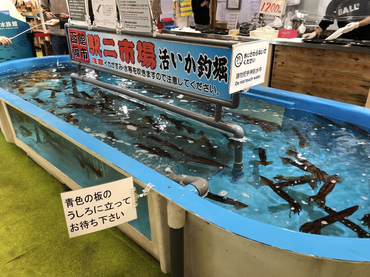 Live squid swimming in a tank at Hakodate Morning Market, ready for ika-tsuri fishing and ikizukuri sashimi