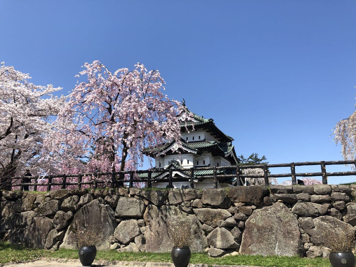 Hirosaki Castle keep behind weeping cherry blossoms and stone walls in Hirosaki Park