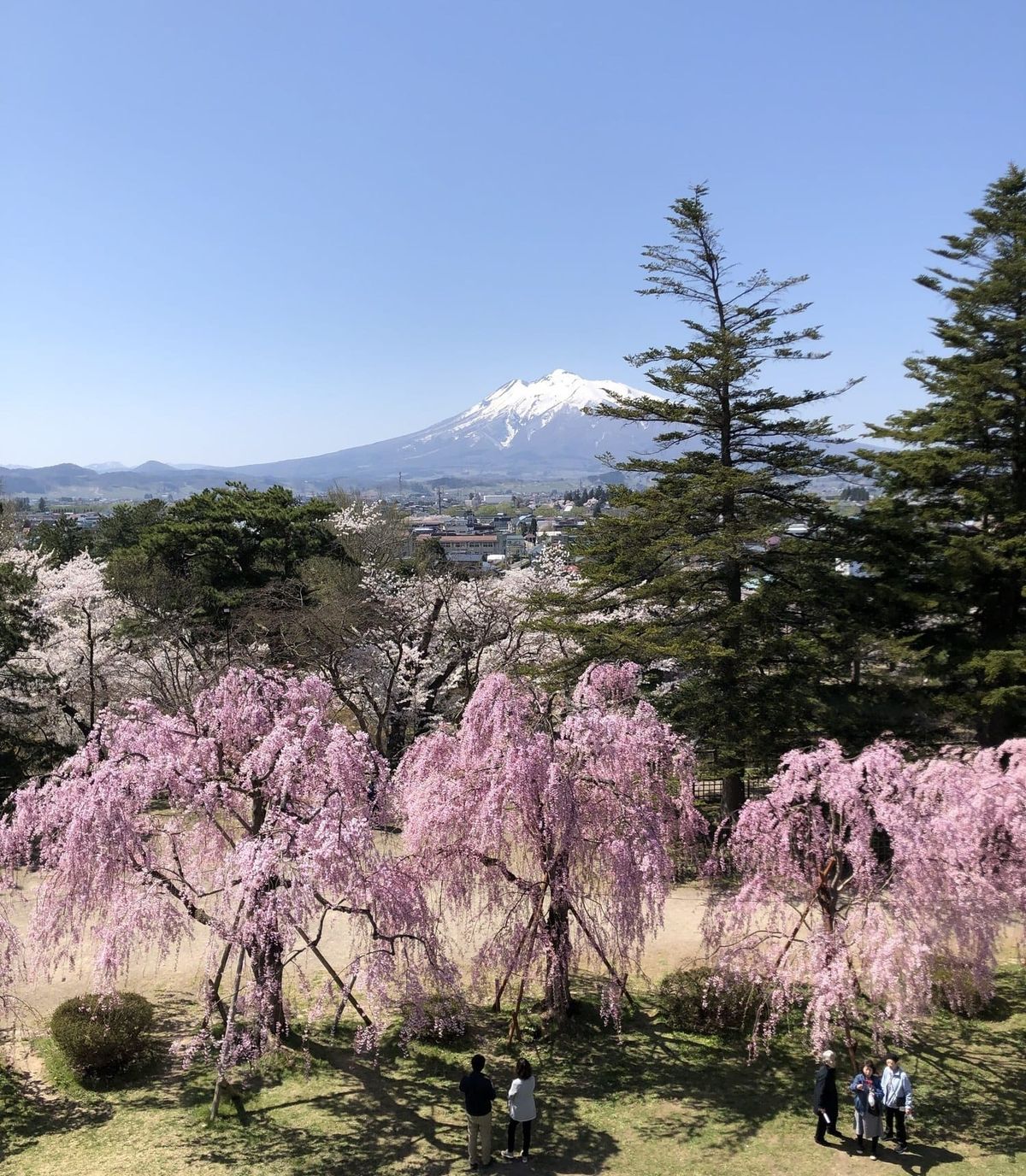 Weeping cherry trees in Hirosaki Park with snow-capped Mount Iwaki in the distance