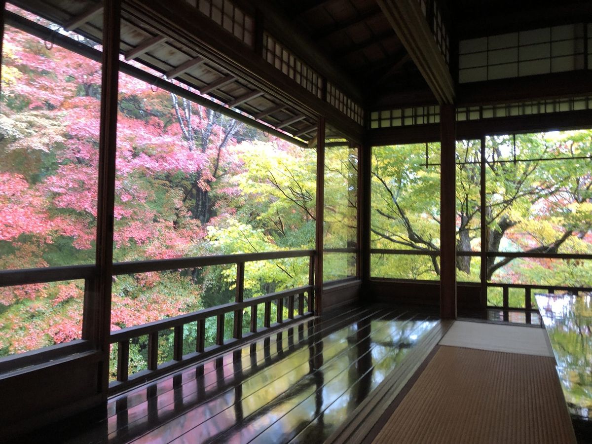 Tatami room overlooking autumn maples through wooden windows, Kyoto