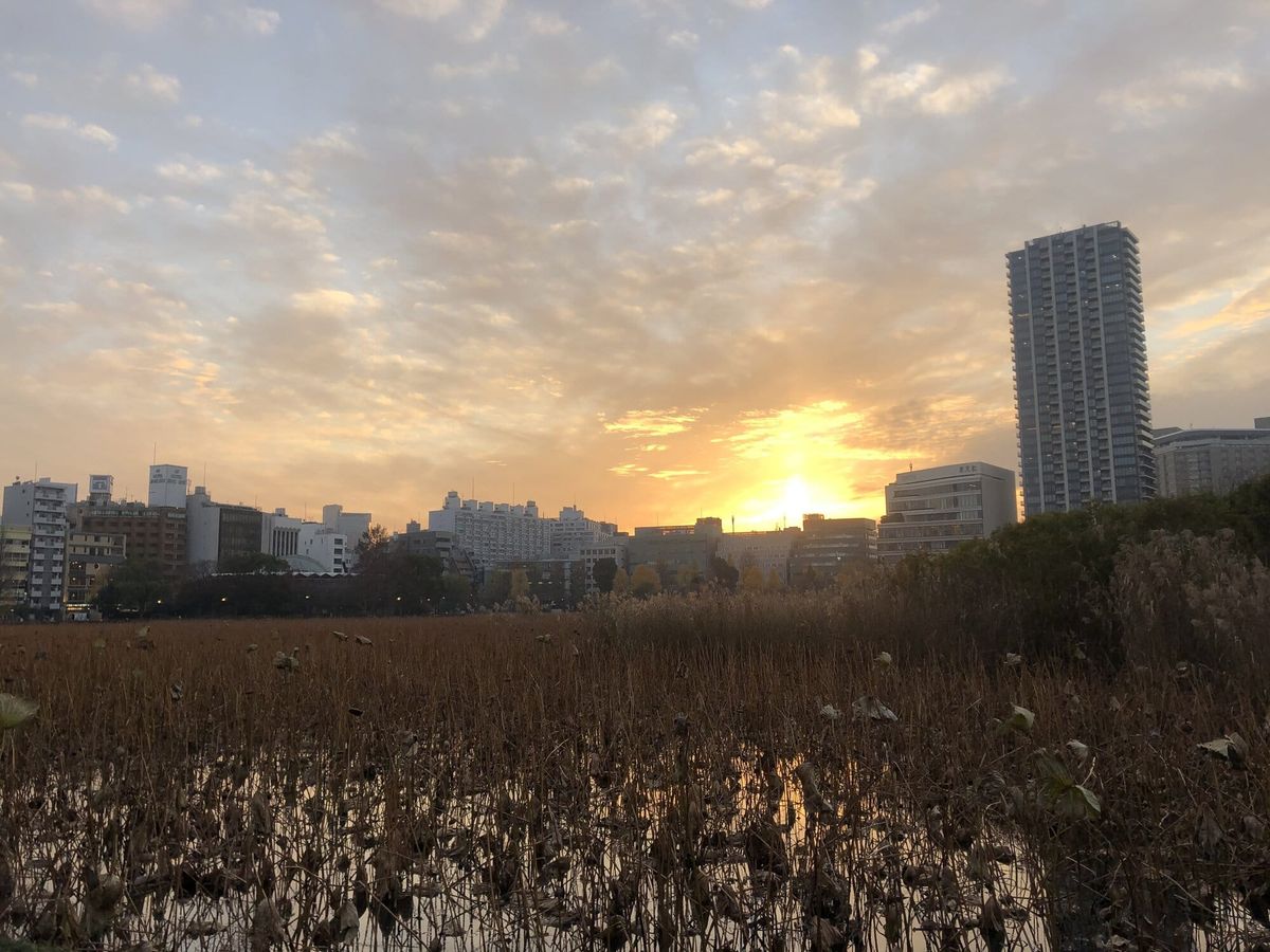 Shinobazu Pond in Ueno at sunset with the Tokyo skyline beyond