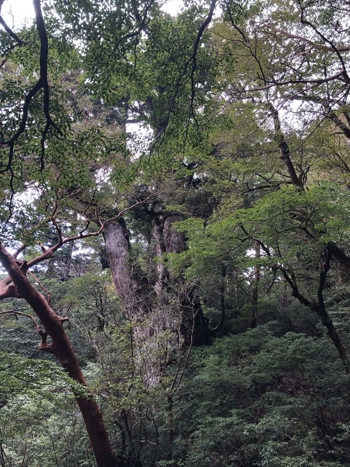 Moss-covered ancient cedar trunks in Yakushima's old-growth forest canopy