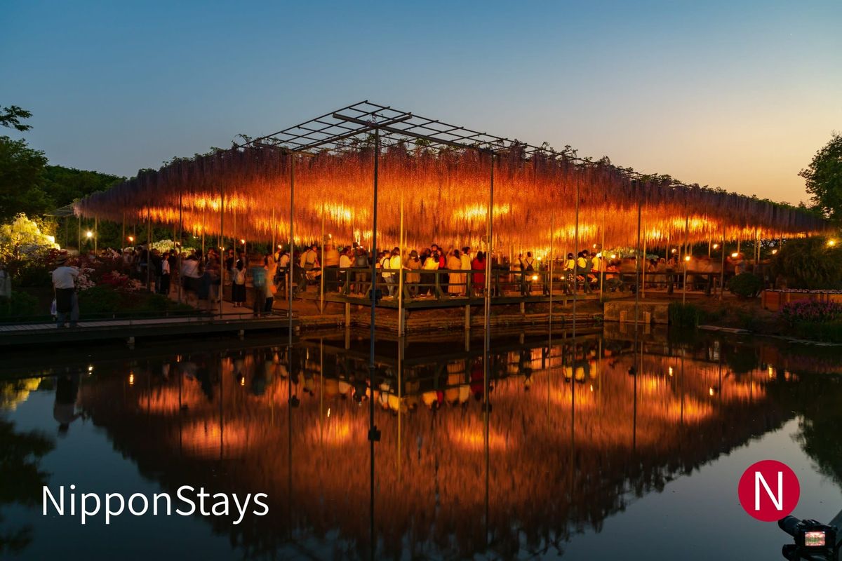 Ashikaga Flower Park lit up at night, illuminated trellises reflected in the water