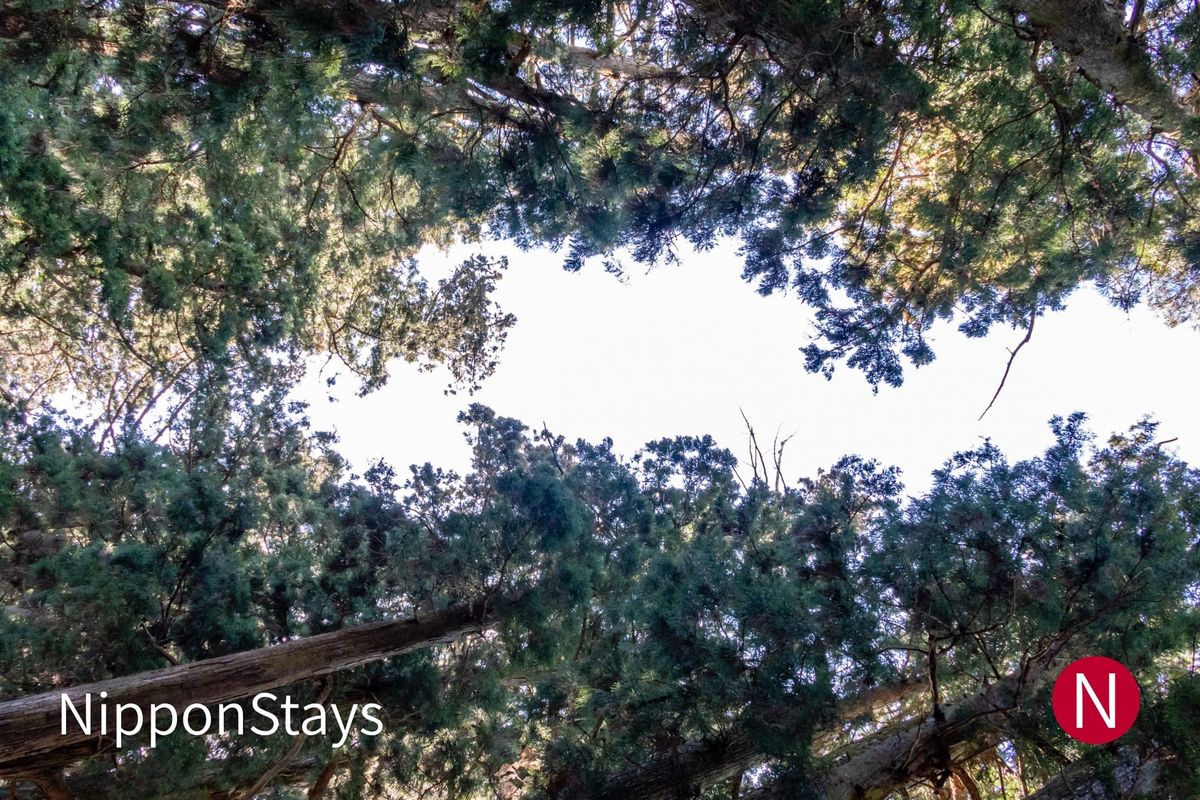 Tall cedar trees photographed from directly below, their crowns meeting overhead