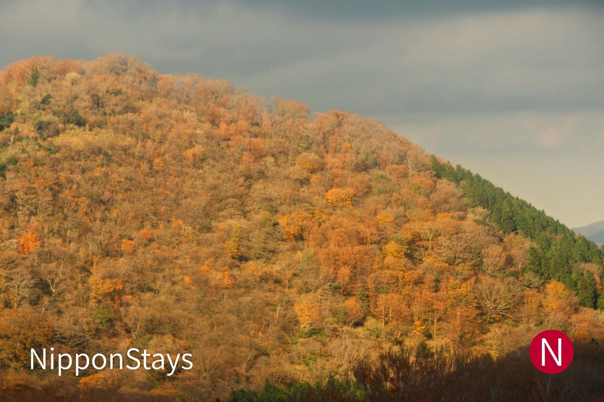 A hillside of rust-coloured and bare trees late in the autumn season