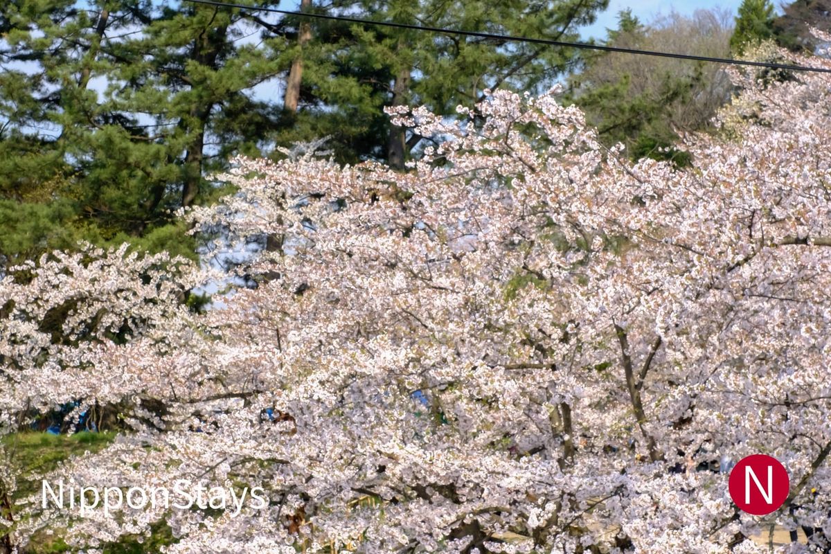 Petals covering the western moat at Hirosaki Park