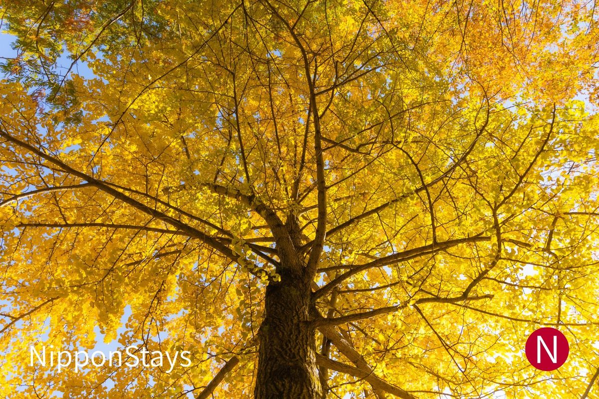 A large ginkgo tree in full yellow, photographed from beneath the canopy