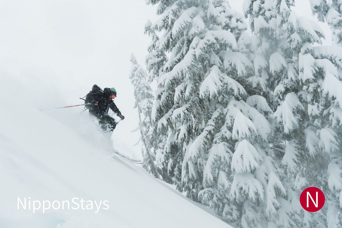 A skier throwing up powder beside snow-laden trees