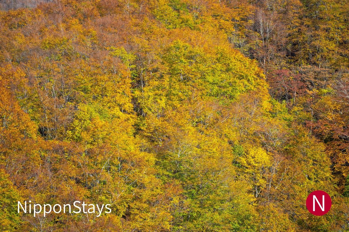 A hillside of beech trees in yellow, orange and green