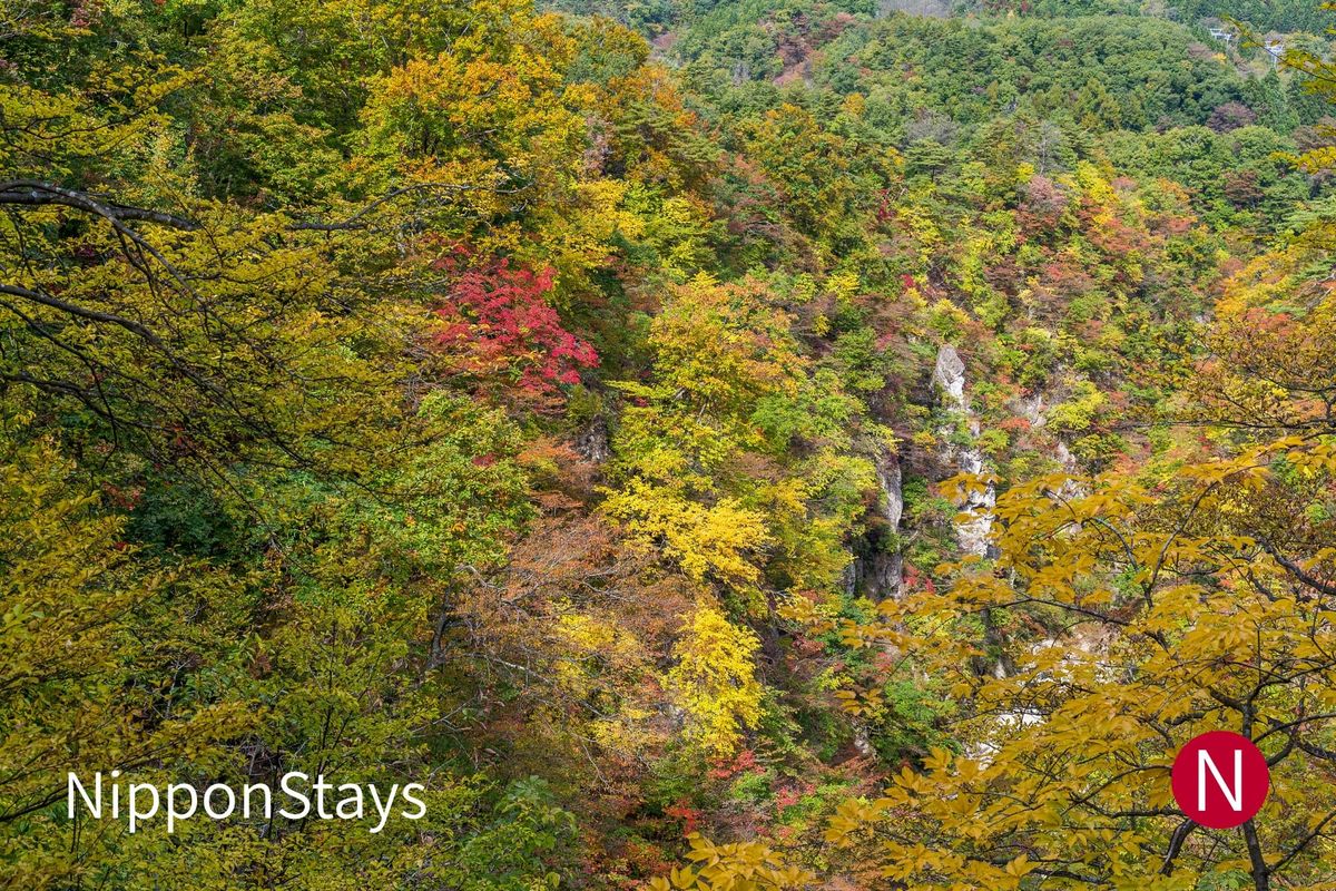 A wooded gorge with rock walls showing through yellow, red and green foliage