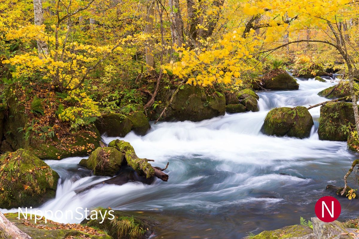 A fast mountain stream running past mossy boulders beneath yellow leaves