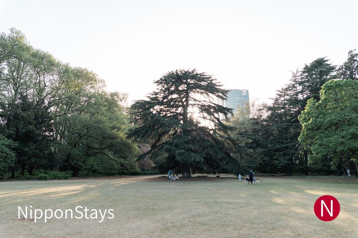 Pine trees in Shinjuku Gyoen