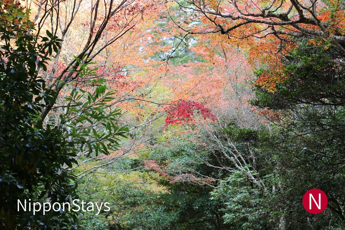 A wooded valley of maples turning orange above evergreen trees