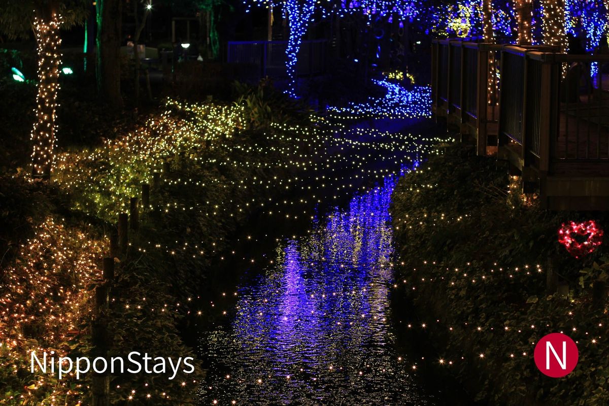 Winter illumination lighting a tree-lined walkway in Japan at night