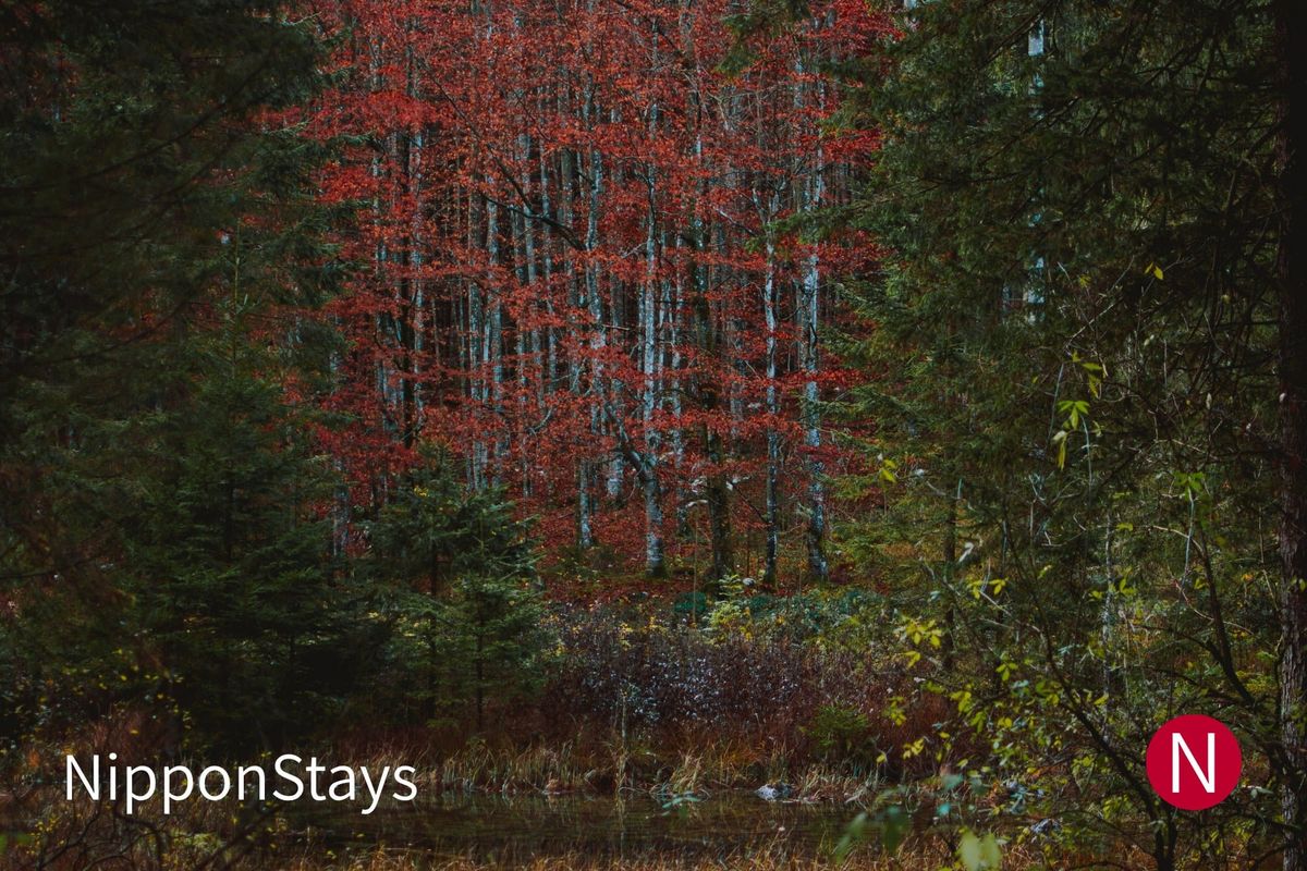 Red-leaved trees standing among dark conifers in a dim forest