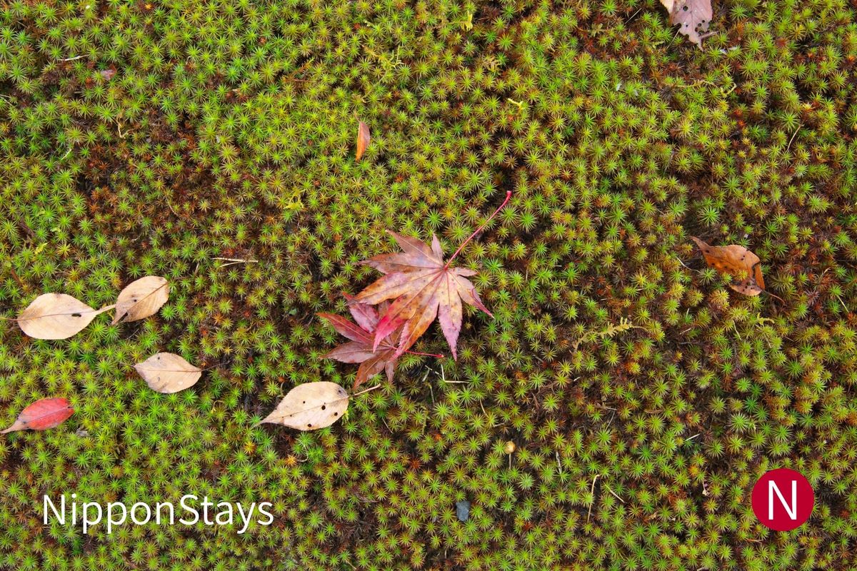 A single red maple leaf lying on wet green moss with pale fallen leaves around it