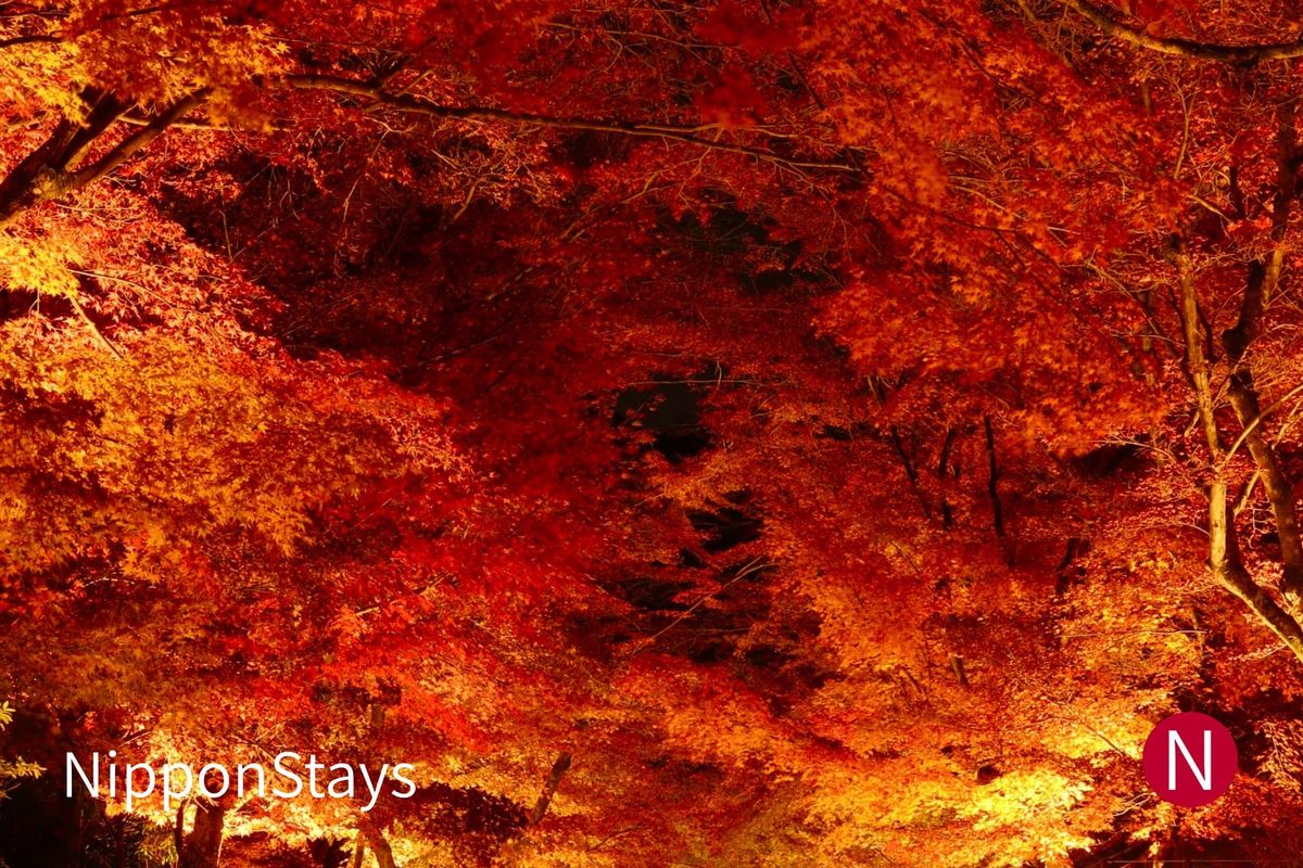 A maple canopy lit from below at night, the leaves glowing red and orange