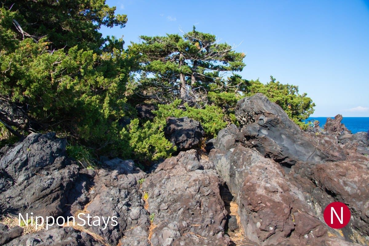 Pine trees on the rocky Jogasaki coast in Izu, Shizuoka