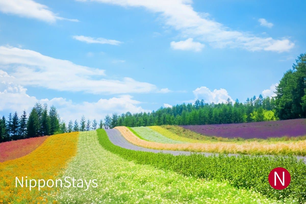 Flower fields on the hills of Furano, Hokkaido, under a summer sky