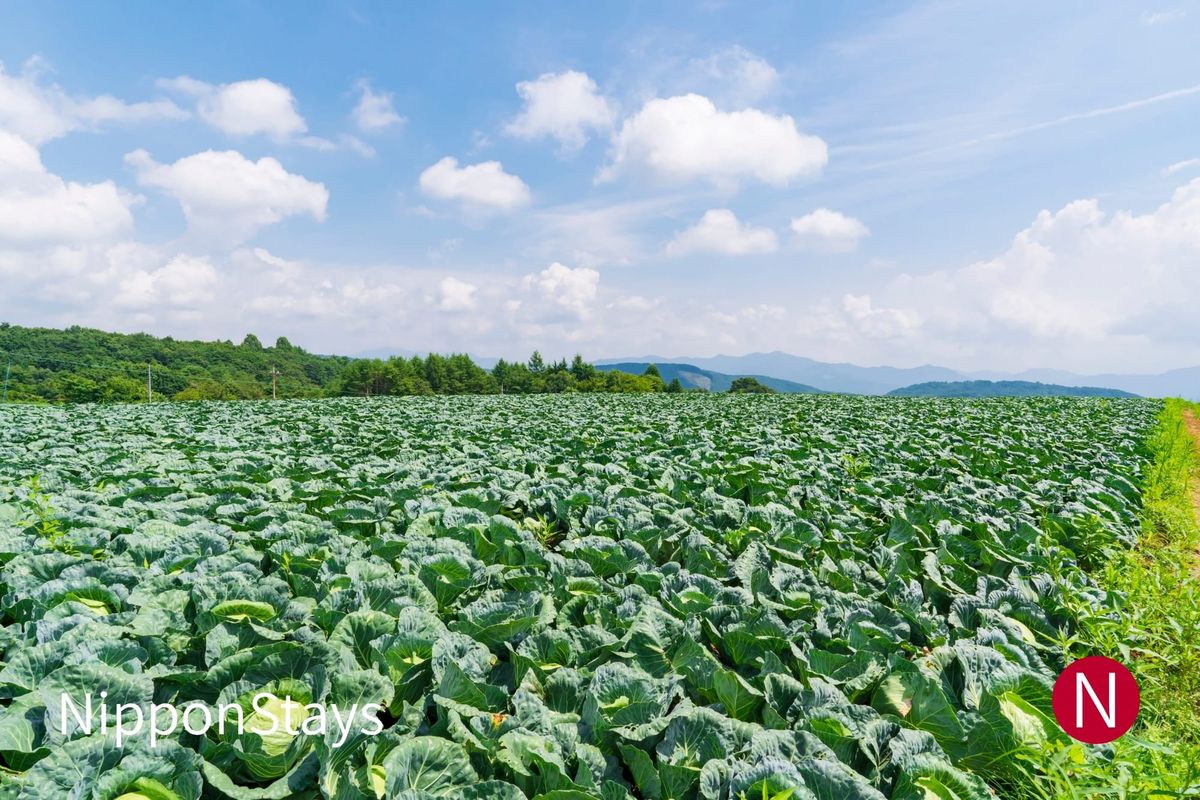 Rows of cabbage in the Tsumagoi highland fields of Gunma under a summer sky with scattered clouds