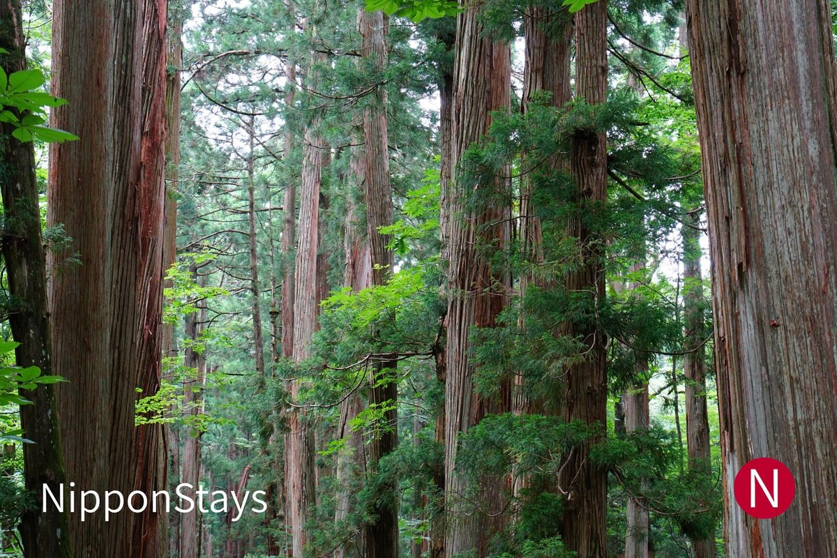 Tall cedar trees in the forest at Togakushi, Nagano