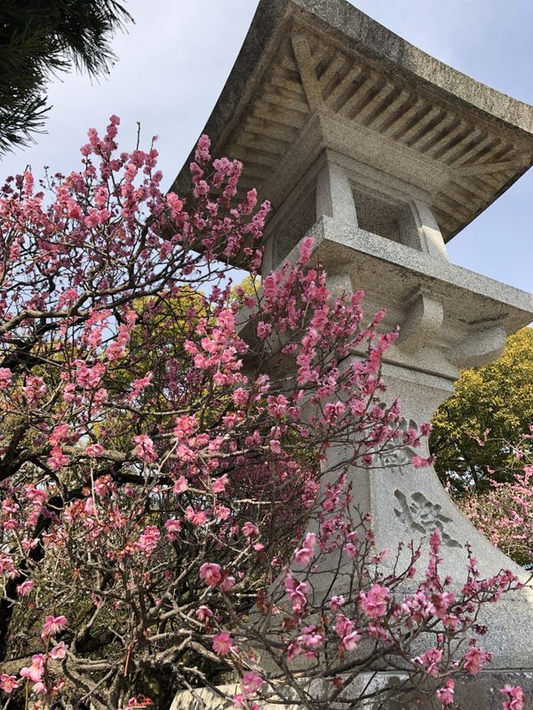 Stone lantern surrounded by pink plum blossoms at a Fukuoka shrine