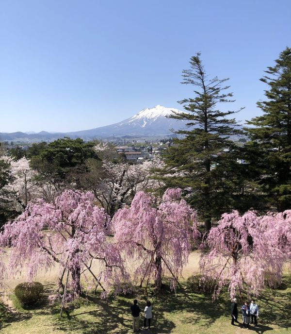Weeping cherry trees in Hirosaki Park with snow-capped Mount Iwaki in the distance