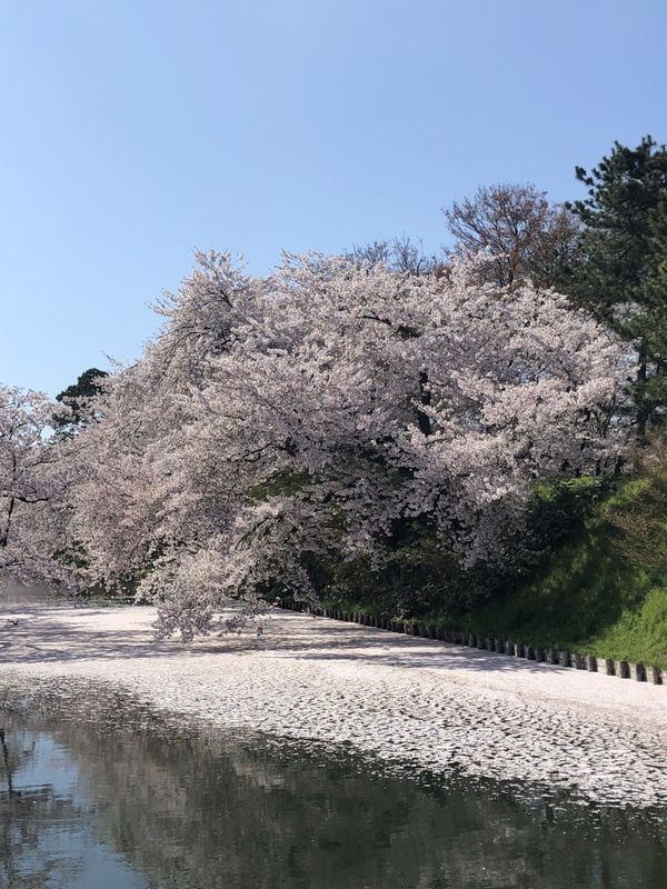 Cherry blossom petals covering the moat below blooming trees in Hirosaki Park