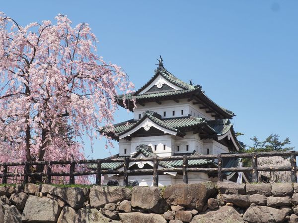 Hirosaki Castle keep beside a weeping cherry tree in full bloom under a clear blue sky