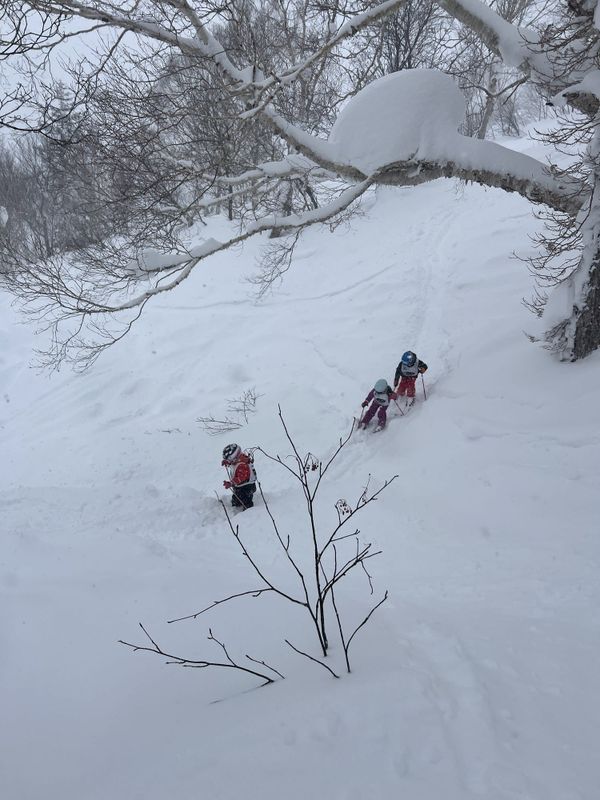 Skiers finding untracked snow between the trees at Kiroro