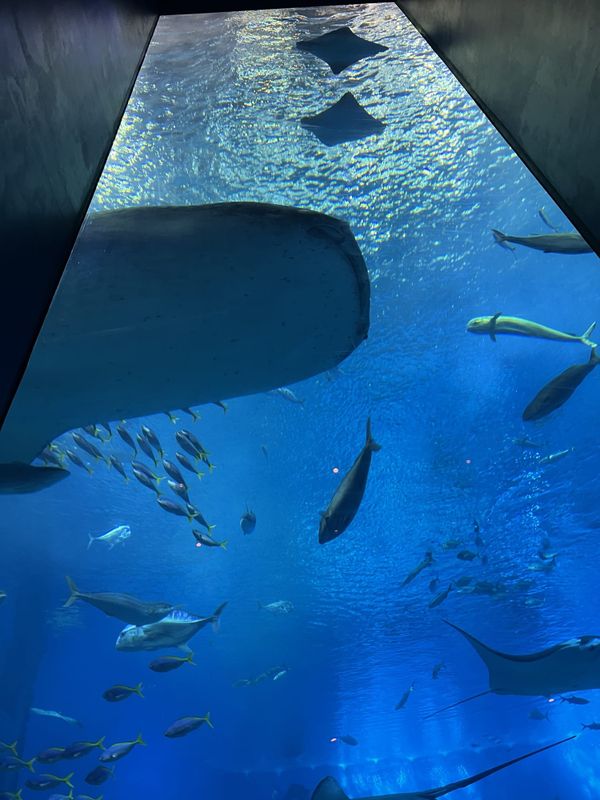 Large aquarium tank with rays and fish in northern Okinawa