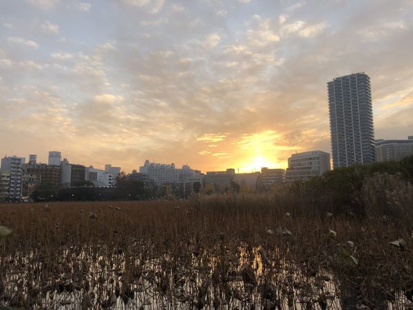 Shinobazu Pond in Ueno at sunset with the Tokyo skyline beyond