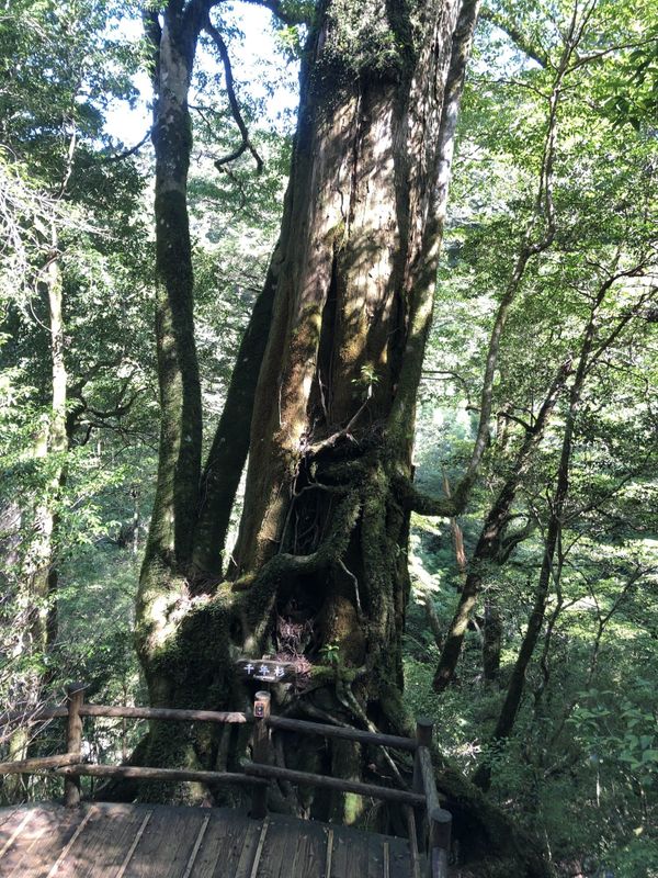 Giant ancient cedar tree rising beside a wooden viewing deck on Yakushima