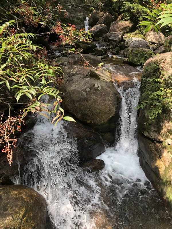 Clear mountain stream cascading over granite boulders in the Yakushima forest